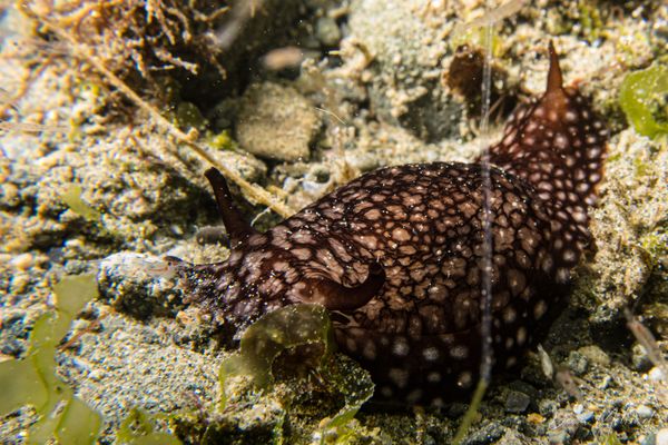 Pleurobranchaea brockii