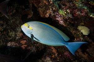 Chordates representative species
