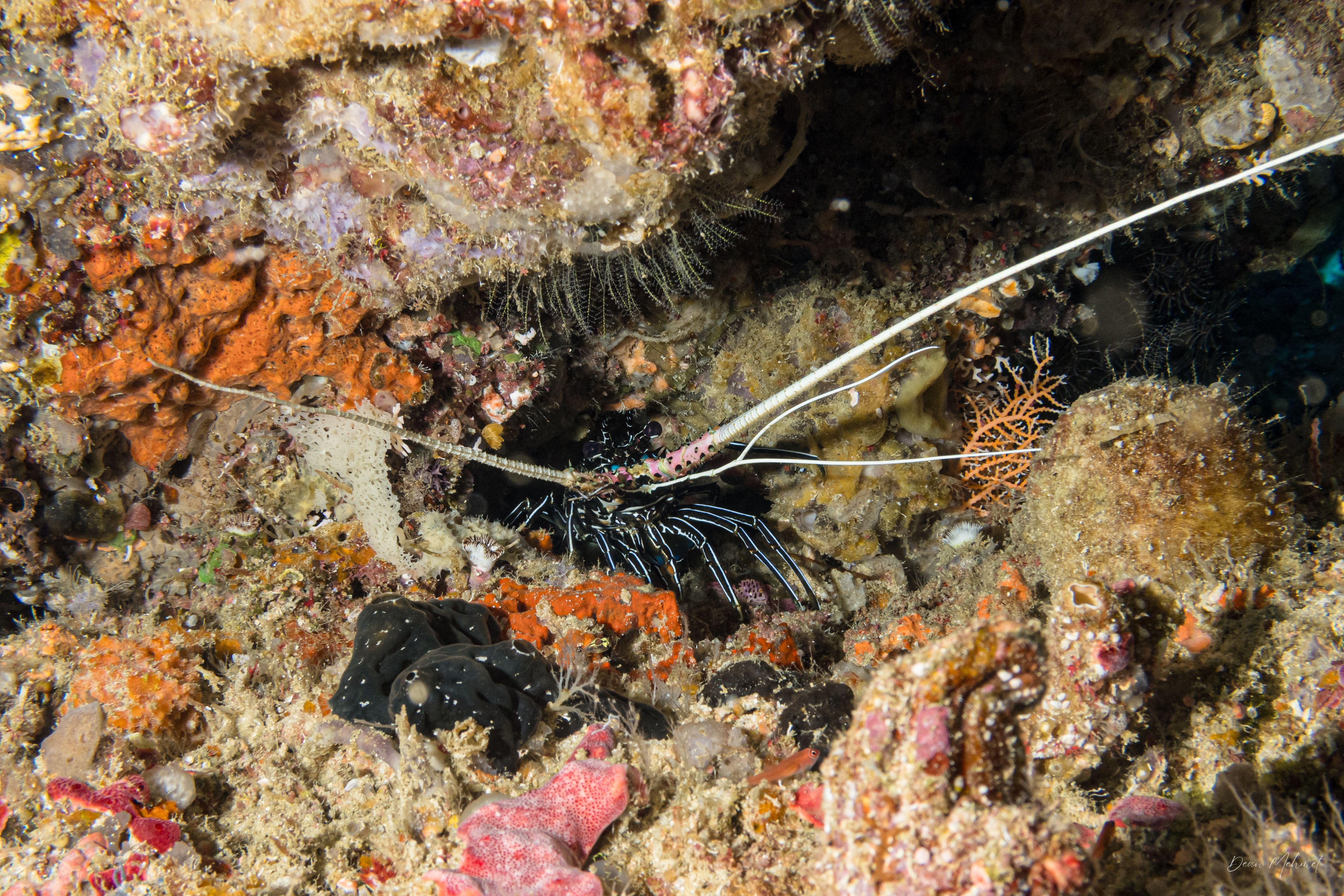 Painted Spiny Lobster