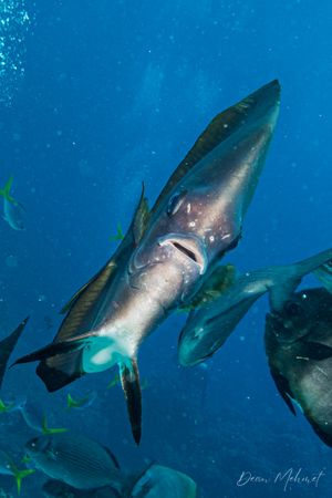 Cobia