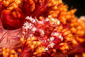 Soft Coral Crab