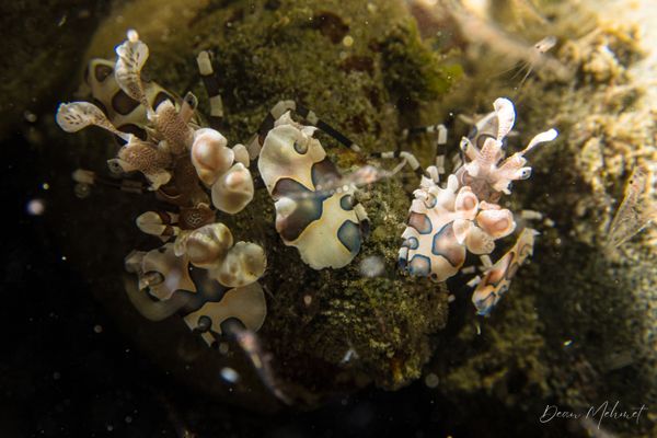 Harlequin Shrimp
