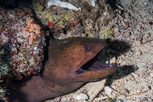 Giant Moray