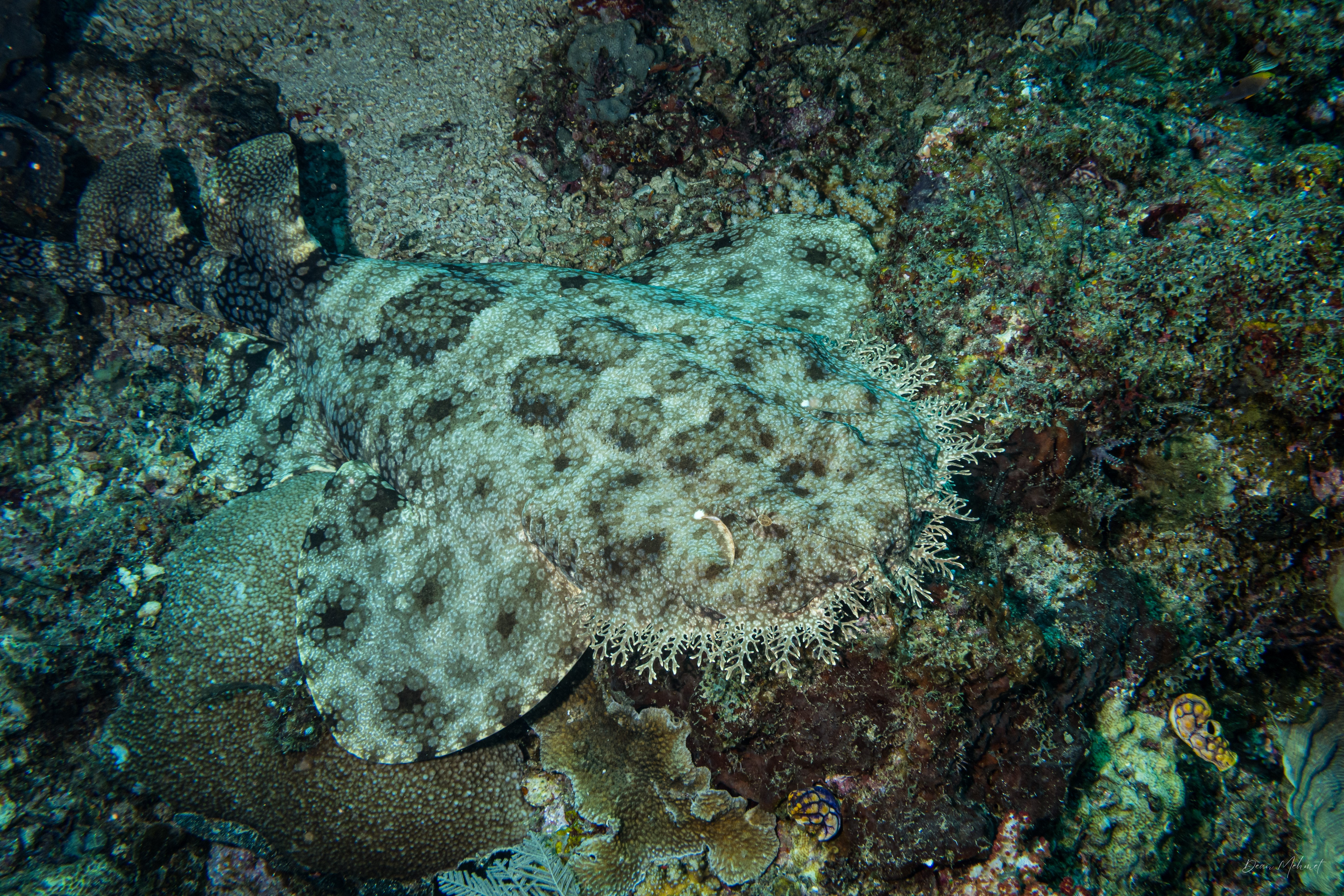 Tasselled Wobbegong