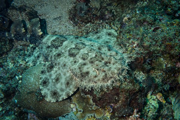 Tasselled Wobbegong
