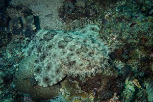 Tasselled Wobbegong