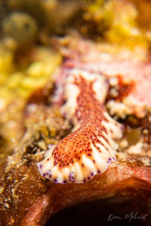 Laing Island flatworm