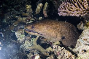 Giant Moray