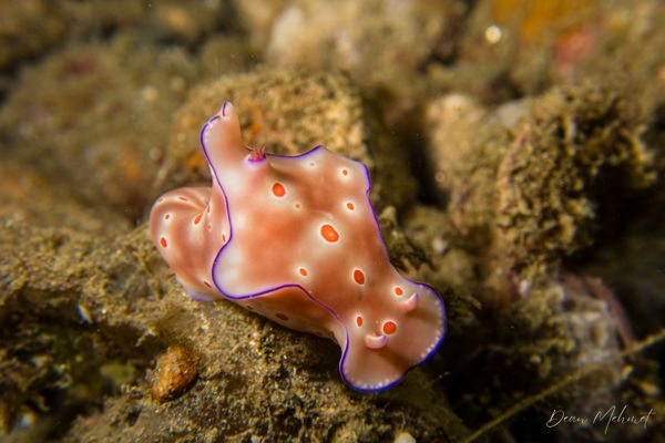 Three-lobed T-bar Nudibranch