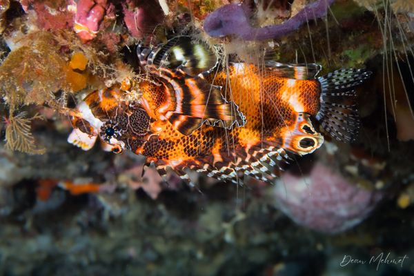 Twinspot Lionfish