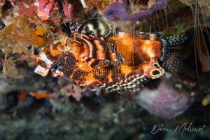 Twinspot Lionfish