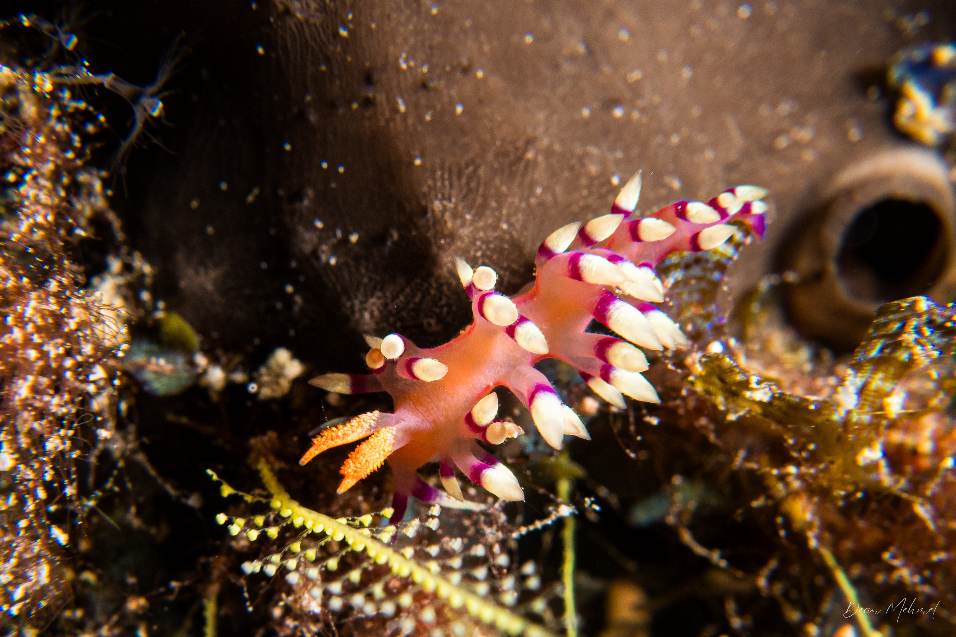Desirable Flabellina