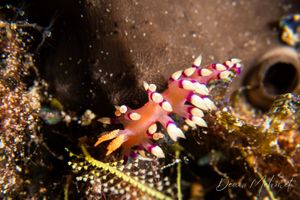 Desirable Flabellina