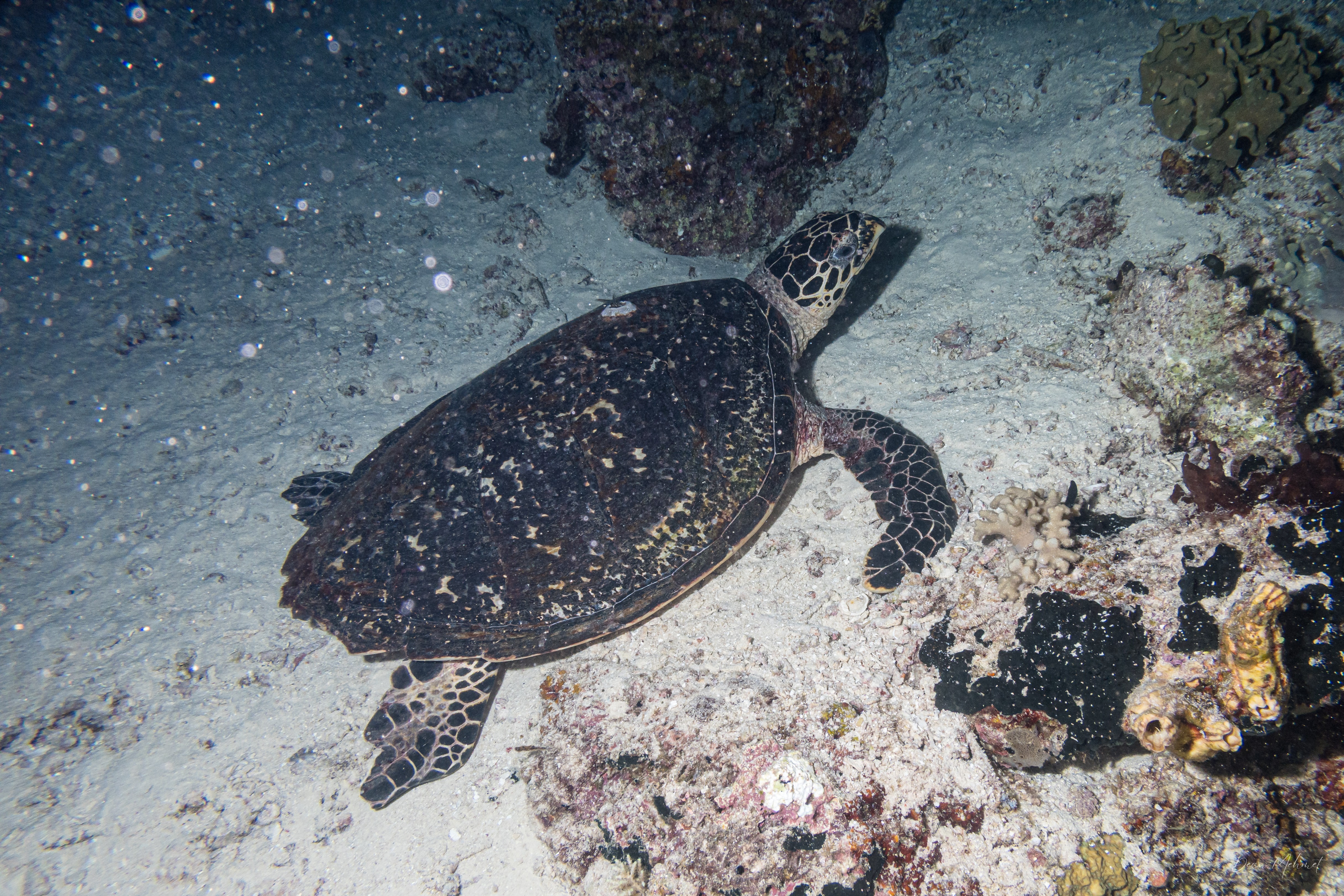 Hawksbill Sea Turtle