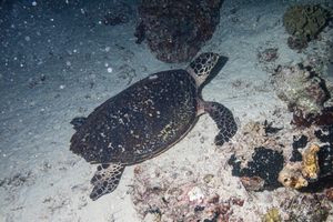 Hawksbill Sea Turtle