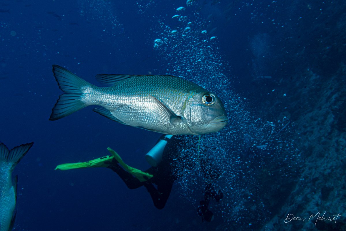 Bigeye Seabream hero image