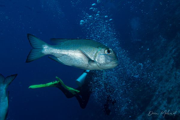 Bigeye Seabream - Raja Ampat - 27 September 2026 - Dive 1 - Cape Kri