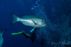 Bigeye Seabream from Raja Ampat
