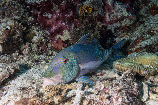 Goldsaddle Goatfish