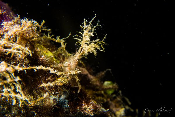 RADL Jetty encounter 9