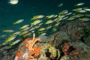 Bigeye Snapper