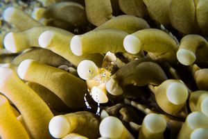 Graceful anemone shrimp