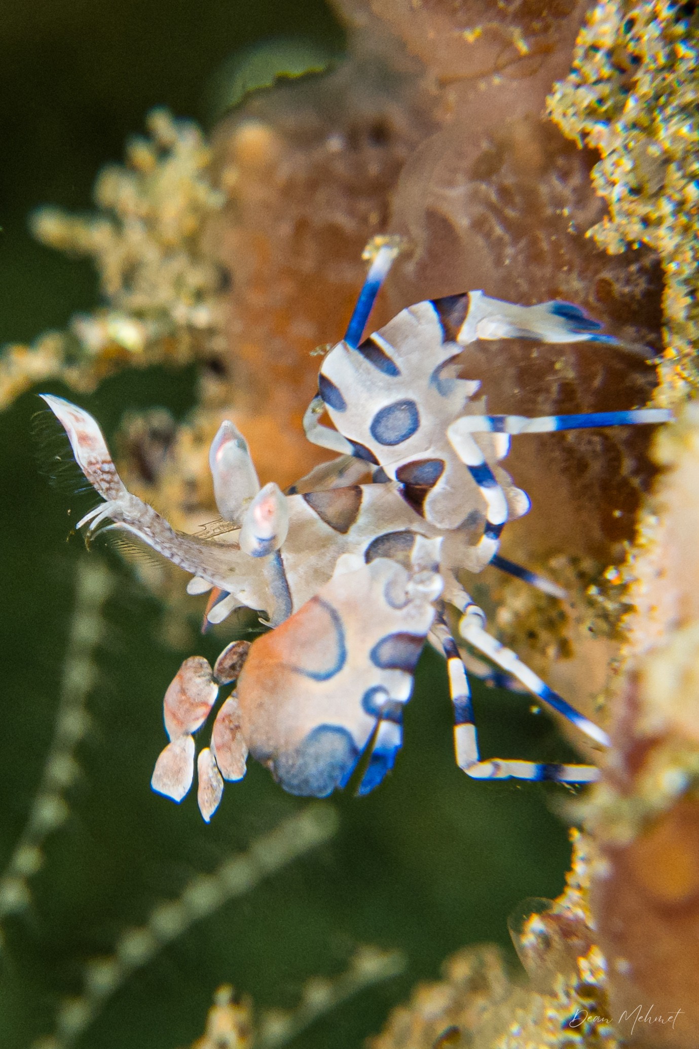 Harlequin Shrimp