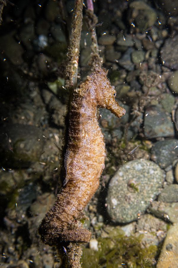 Common Seahorse