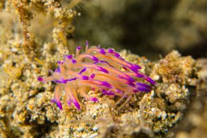 Coryphellina lotos