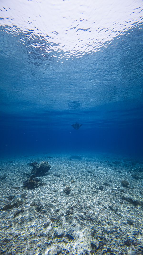 Sardine Reef encounter 22