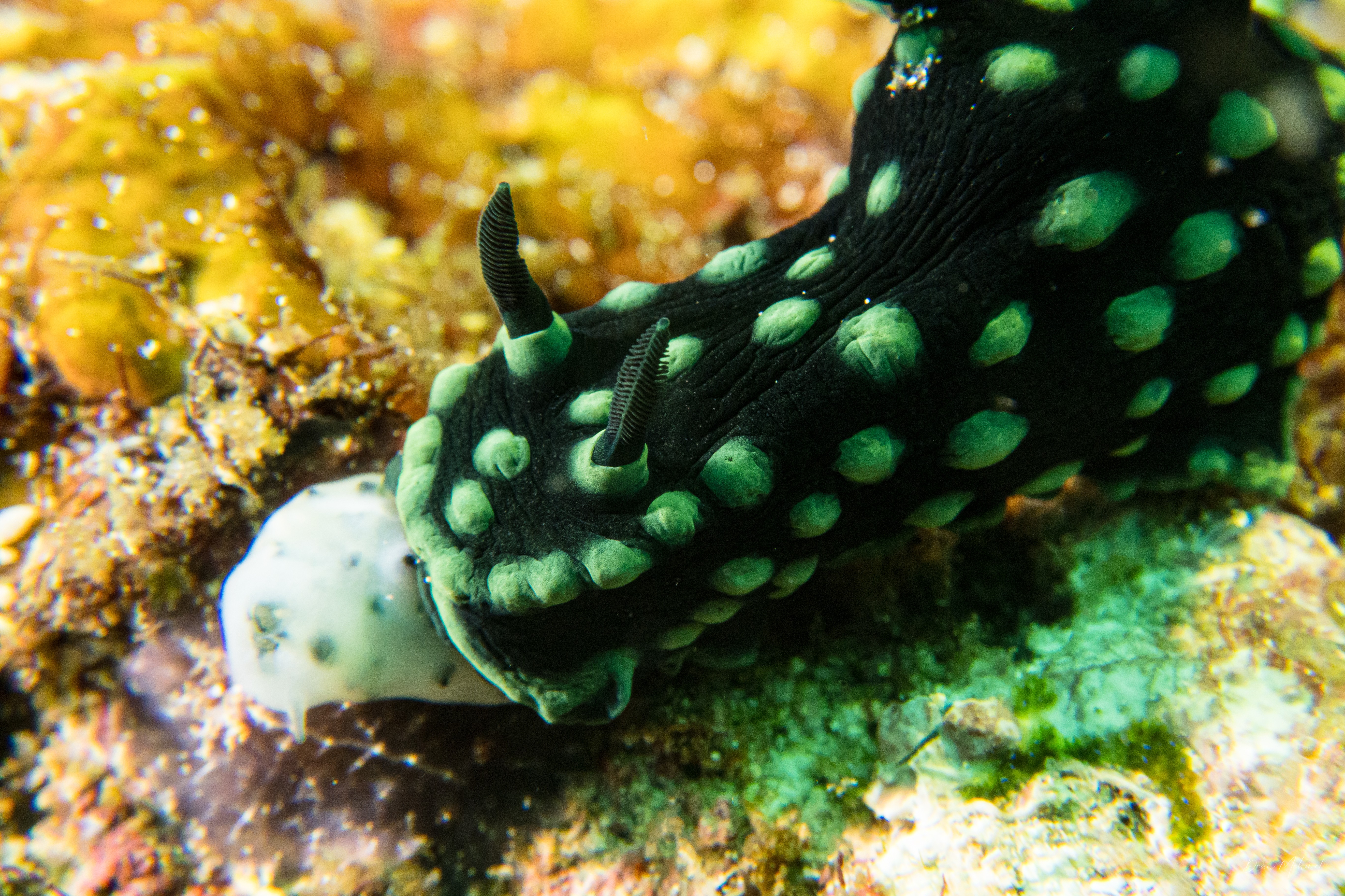 Crested Nembrotha
