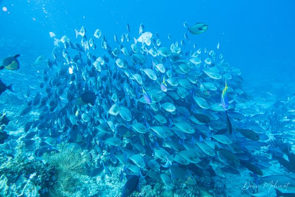 Chicken Reef encounter 9