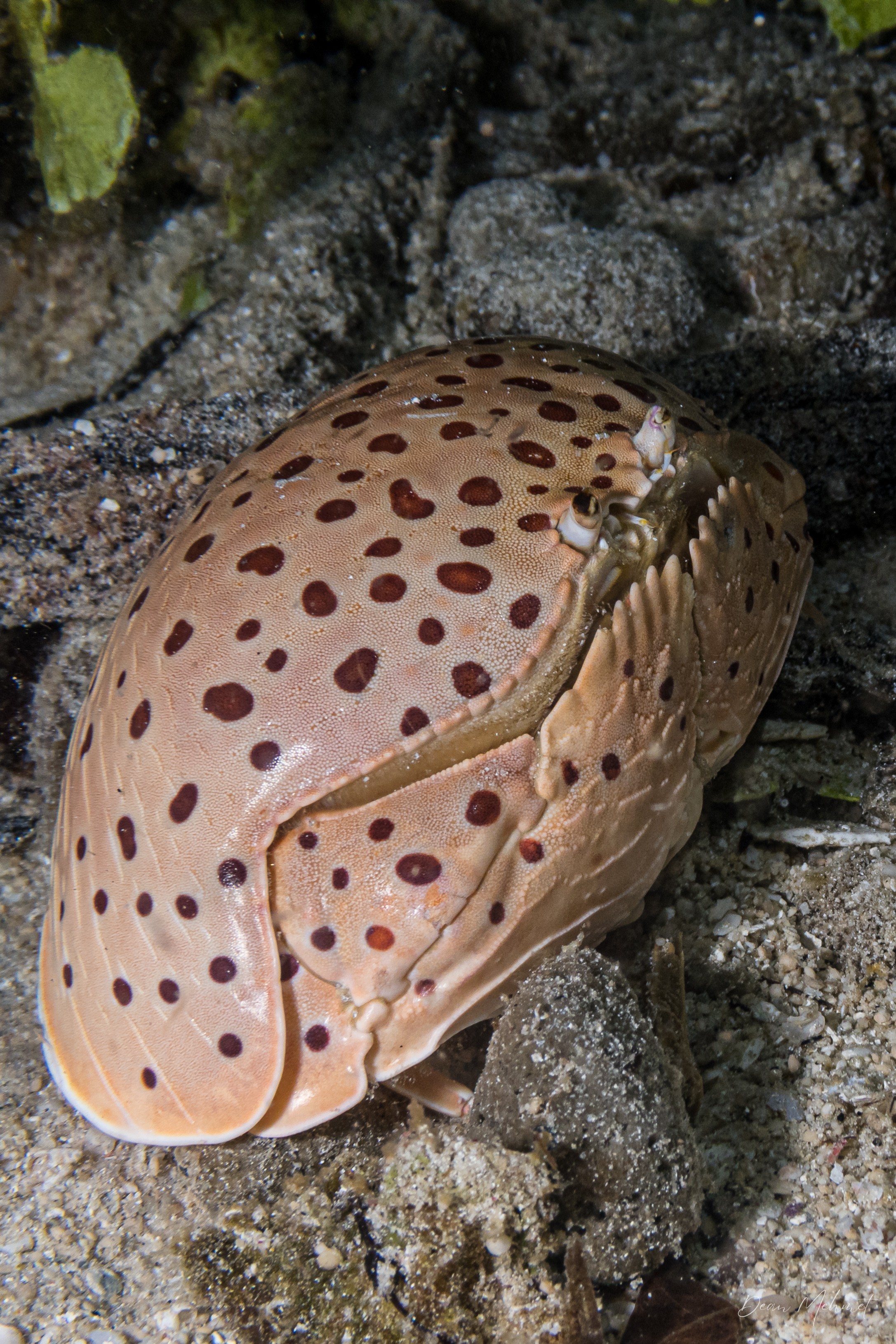 Smooth Box Crab