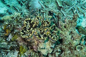 Fluted Giant Clam