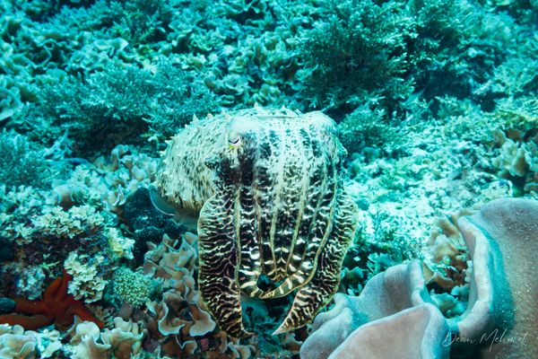 Broadclub Cuttlefish - Raja Ampat - 27 September 2026 - Dive 2 - Sawandarek Jetty