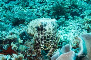 Broadclub Cuttlefish
