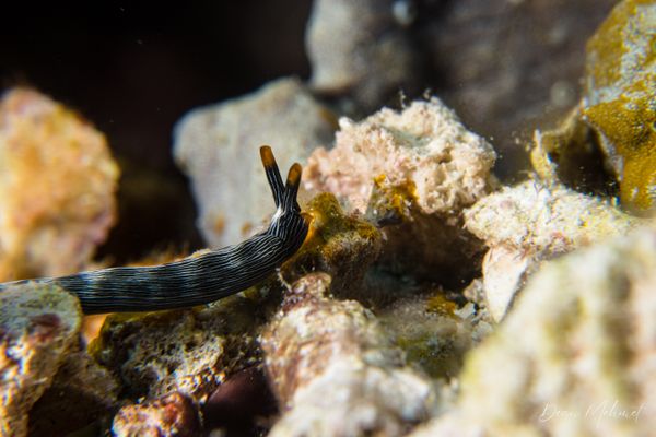 Slender Sap Sucking Slug