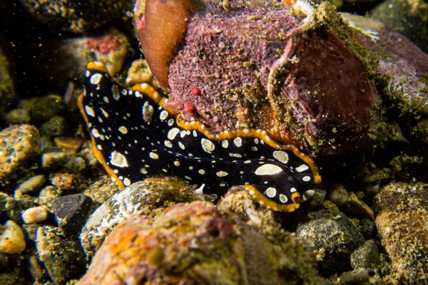 Brilliant Flatworm
