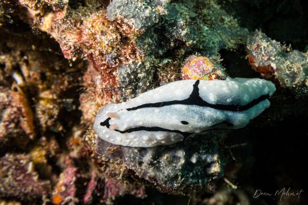 Shireen's Phyllidiopsis