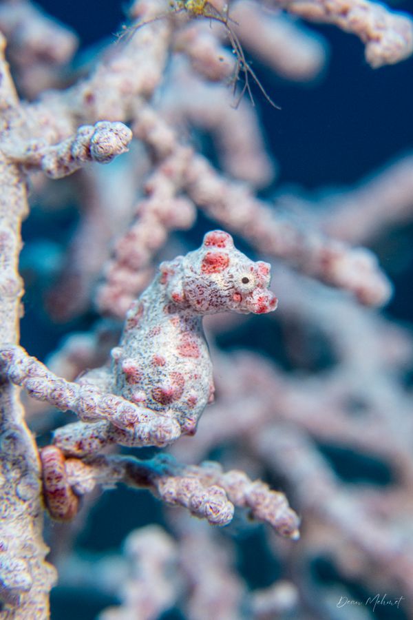 Pygmy Seahorse