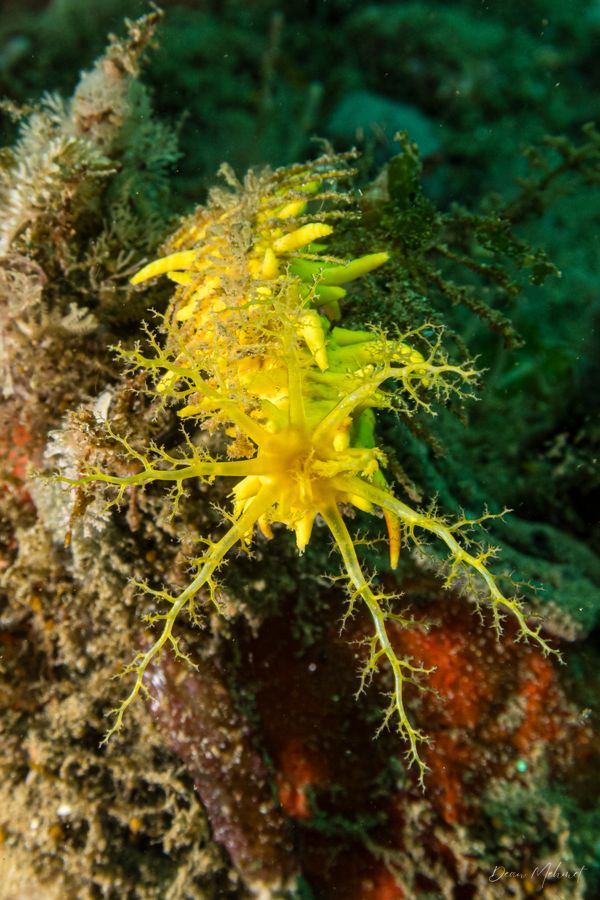 Yellow Sea Cucumber
