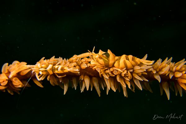 Zanzibar Whip Coral Shrimp
