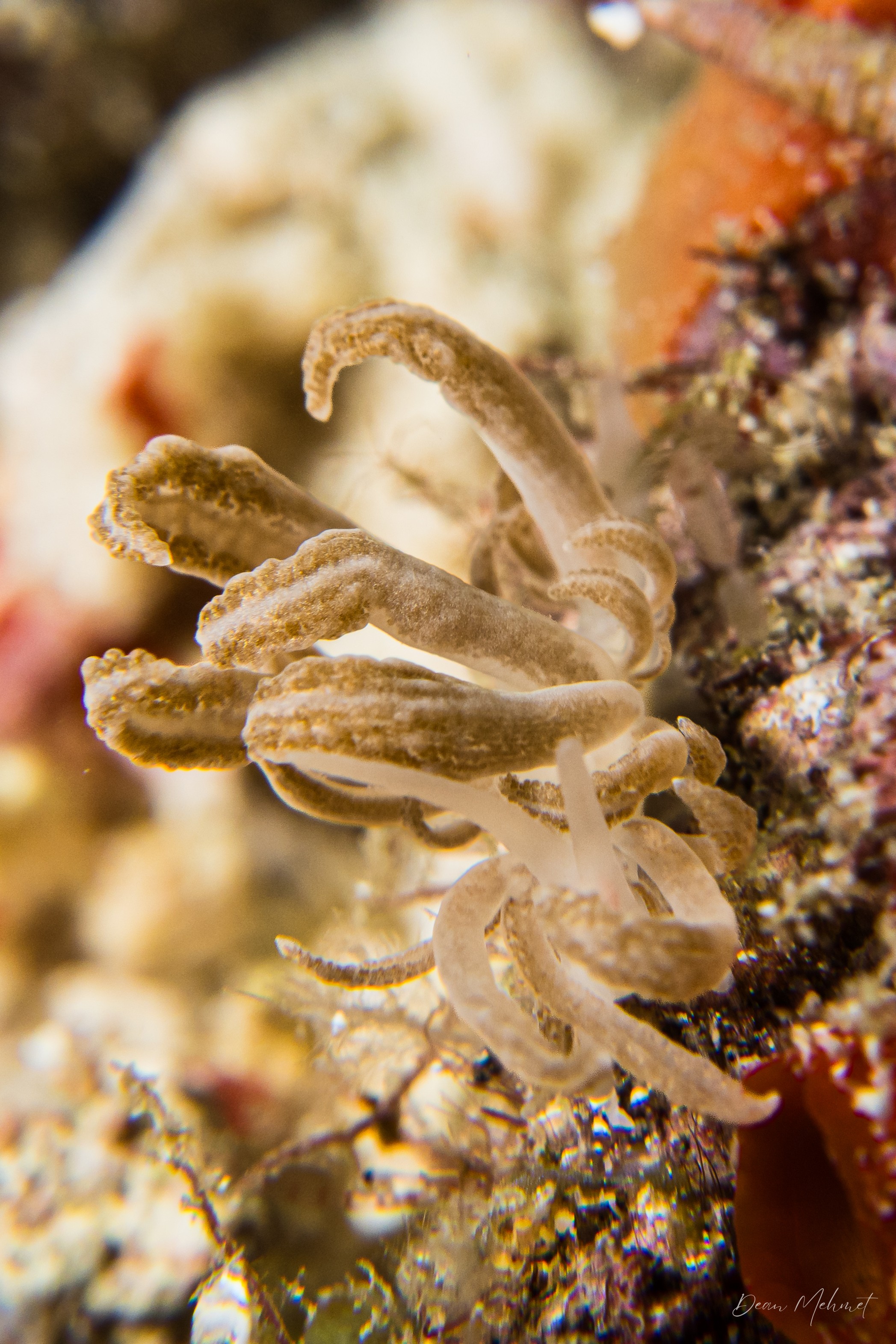 Phyllodesmium jakobsenae