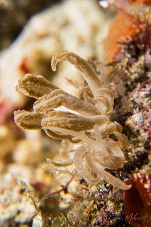 Phyllodesmium jakobsenae