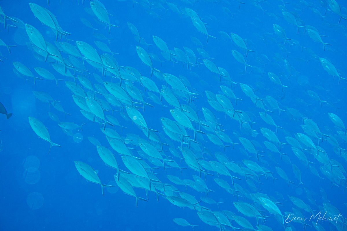 Herring Scad