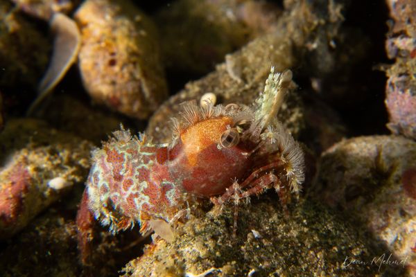 Marbled Shrimp