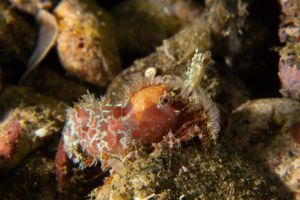 Marbled Shrimp representative species