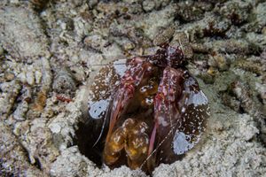 Lisa's Mantis Shrimp
