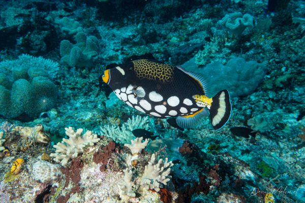 Clown Triggerfish