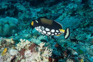 Clown Triggerfish